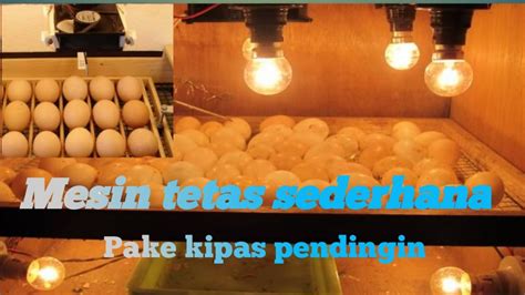 Langkah Mudah Membuat Penetas Telur di Rumah